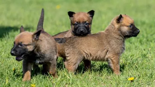 Belgian Malinois puppy playing in grass
