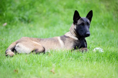 Belgian Malinois standing alert in a grassy field, resembling a German Shepherd with a shorter, low-shedding coat