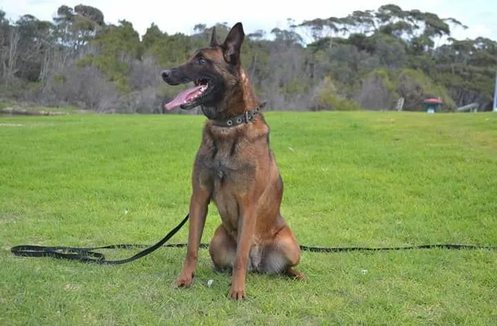 Belgian Malinois training methods