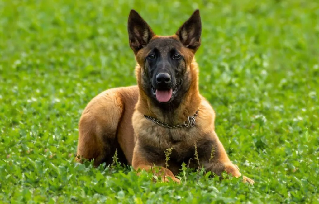 Belgian Malinois