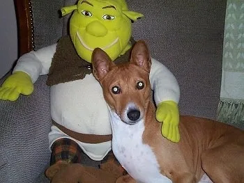 Benji the Basenji dog playfully resting on a couch beside a Shrek plush doll