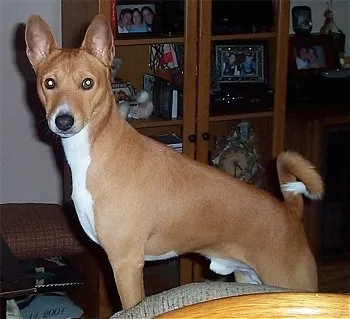Benji the Basenji standing elegantly on a patterned couch, looking towards the left