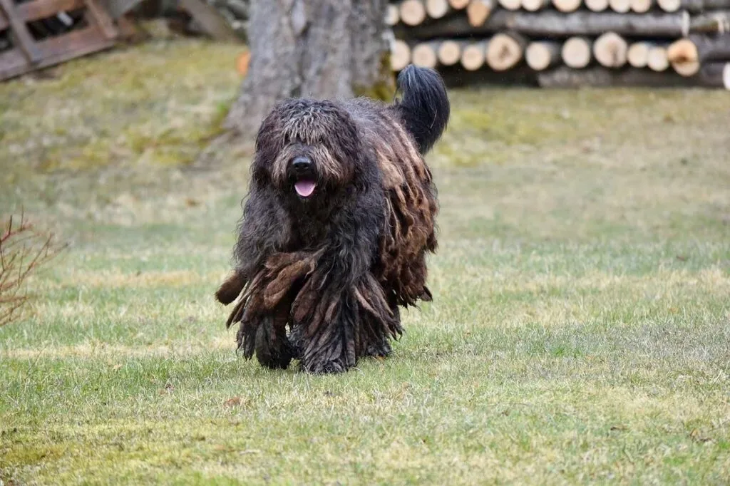 Bergamasco Sheepdog with matted coat, known for calming temperament