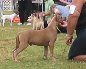 Bettis, a show-quality Staffordshire Terrier puppy, at a fun match