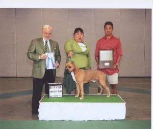 Bettis as a young Staffordshire Terrier puppy, receiving a Specialty Best of Winners award.