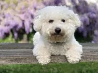 Bichon Frise dog with soft, curly white coat resting on a wooden surface, surrounded by blooming flowers, representing a hypoallergenic breed ideal for families.