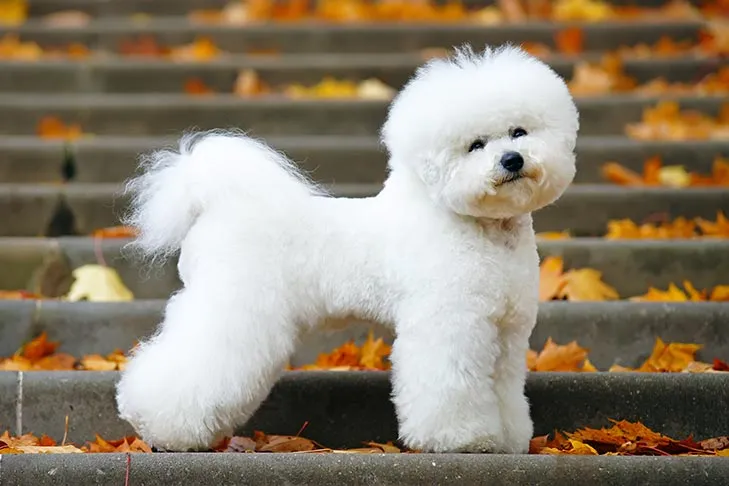 Bichon Frise standing on a stone step in the fall, showing off its fluffy white, non-shedding coat and bright, friendly eyes.