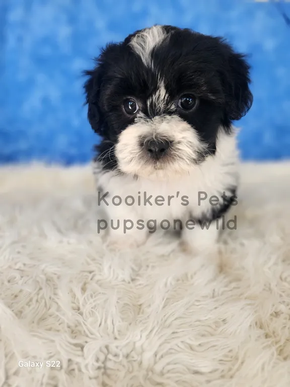 Binx, a charming black and white male Teddy Bear puppy