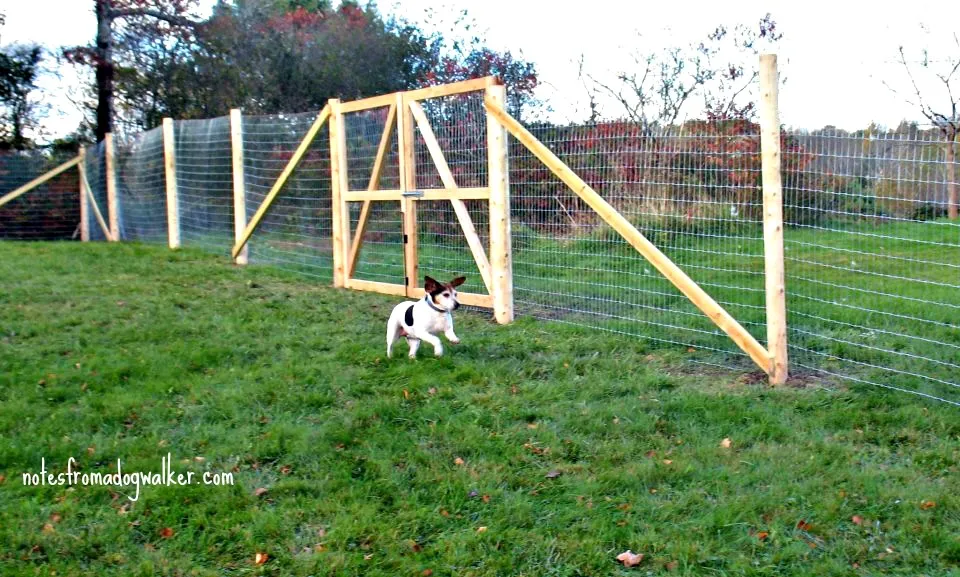 Birdie the dog enjoying her first run in a physically fenced yard, emphasizing safe containment alternatives for every electric dog walker.