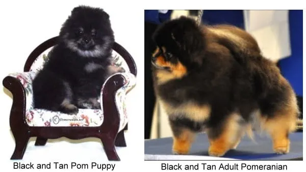 Black and Tan Pomeranian puppy and a mature black and tan adult