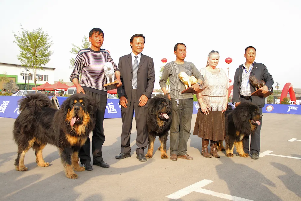 Black and tan Tibetan Mastiff winners at a dog show, with judge Kristina Sherling and Shanxi Tibetan Mastiff Club president Hsin Hsiung Wu, showcasing ideal Tibetan Mastiff appearance and structure.