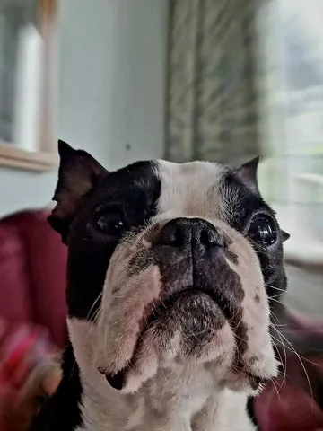 Black and white Boston Terrier, Jimmy, resting comfortably, illustrating the breed's calm side after playtime.