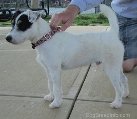 Black and white Parson Russell Terrier puppy, Augie, at 6 months old standing on concrete with an owner