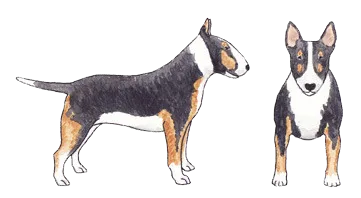 Black brindle and white Bull Terrier with head markings