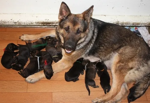 Black German Shepherd adult dog with alert expression