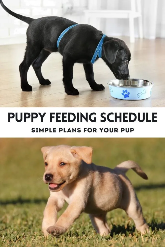 Black Labrador puppy eating from a bowl, juxtaposed with a yellow Lab puppy playing, emphasizing the link between proper feeding schedule and puppy energy.