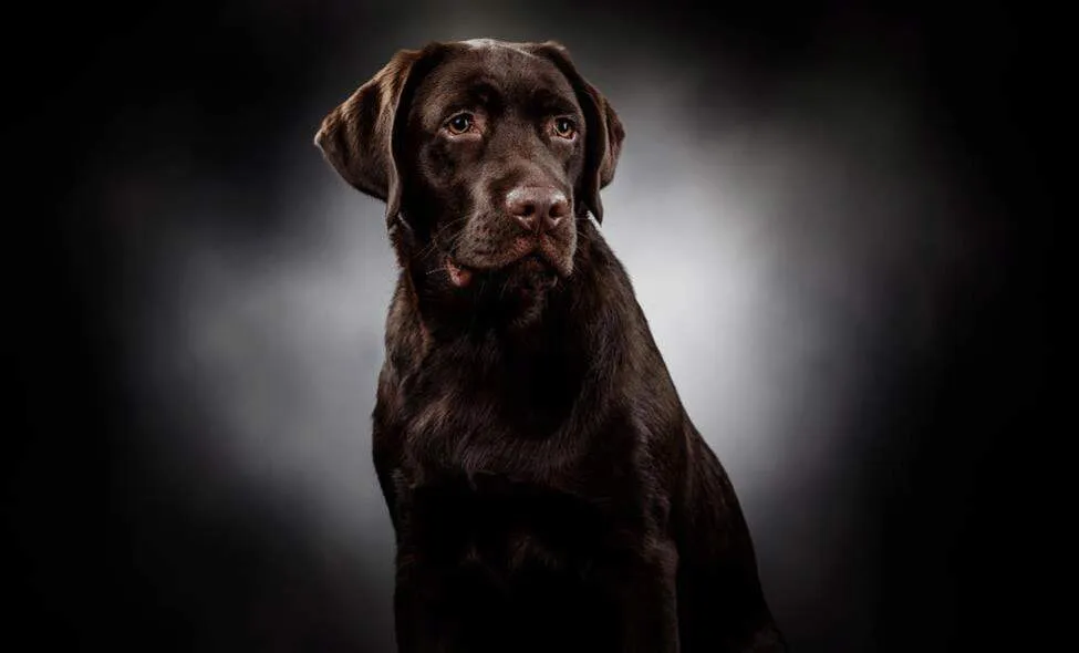 Black Labrador Retriever playing gently