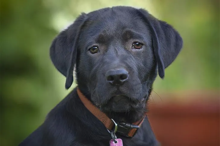 Black Labrador retriever puppy wearing a collar and tag head portrait