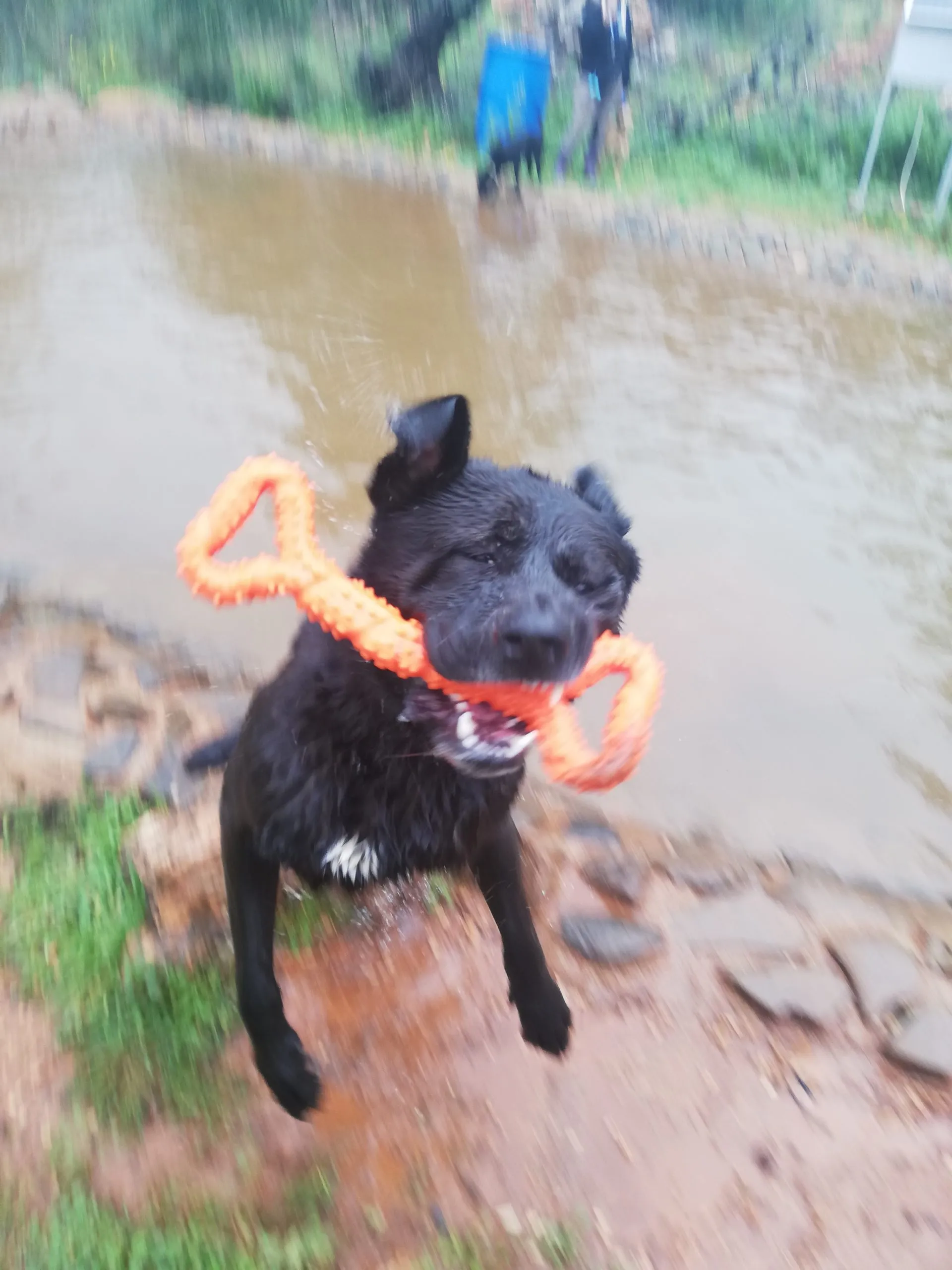 Black Nero, a large, dark-colored dog, caught mid-leap as he plays vigorously with the bright orange CyunCmay XL bone, demonstrating its initial appeal.
