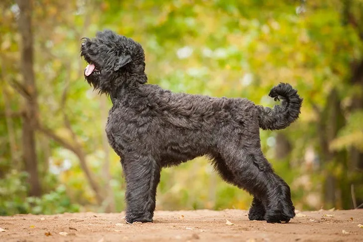Black Russian Terrier standing alert outdoors with an undocked tail, a reminder of its courageous and intelligent nature.