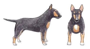 Black, tan, and white (tricolor) Bull Terrier