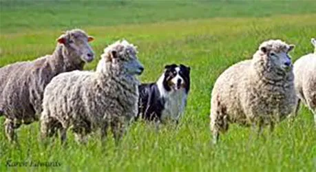 Black tri Australian Shepherd puppy focused on herding sheep, demonstrating its natural instinct for controlled herding activities