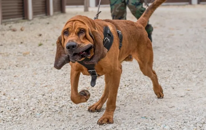 Bloodhound expertly tracking a scent