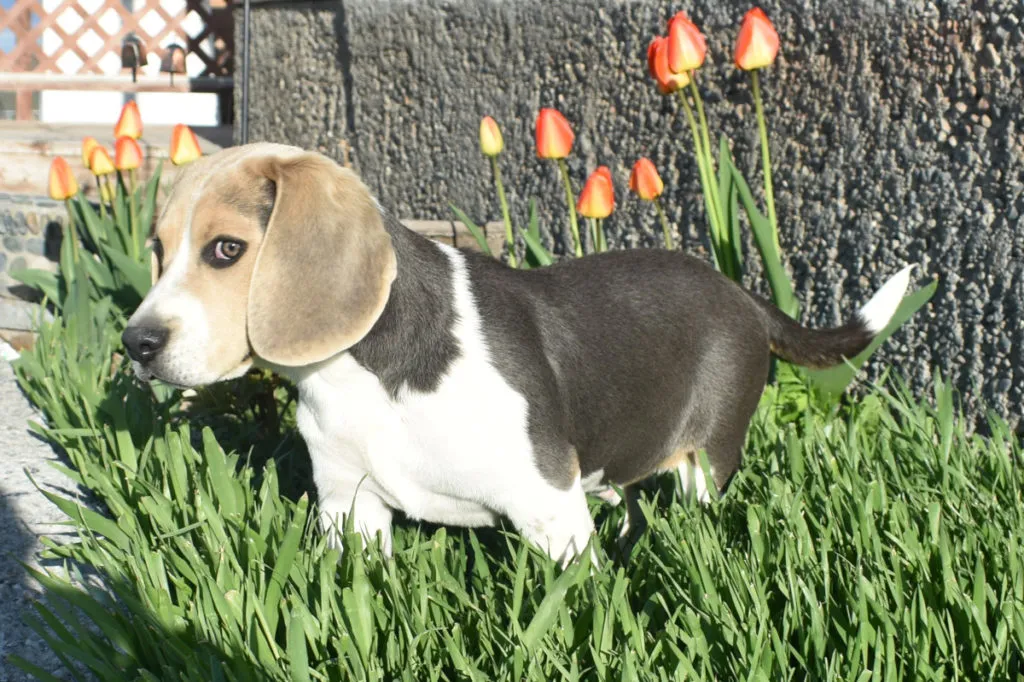 Blue Beagle puppy without the roan tick pattern, showcasing a solid blue/silver coat
