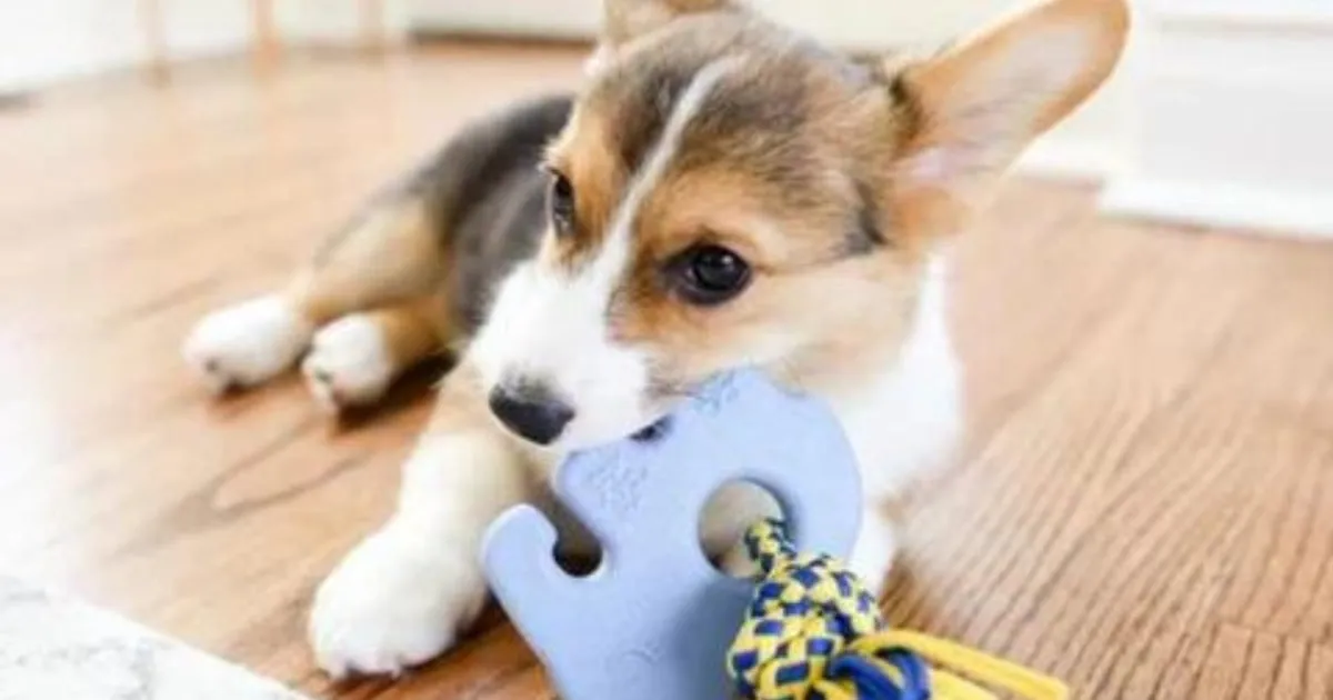 Blue elephant shaped chew toy being chewed on by a puppy on wooden floorboards.