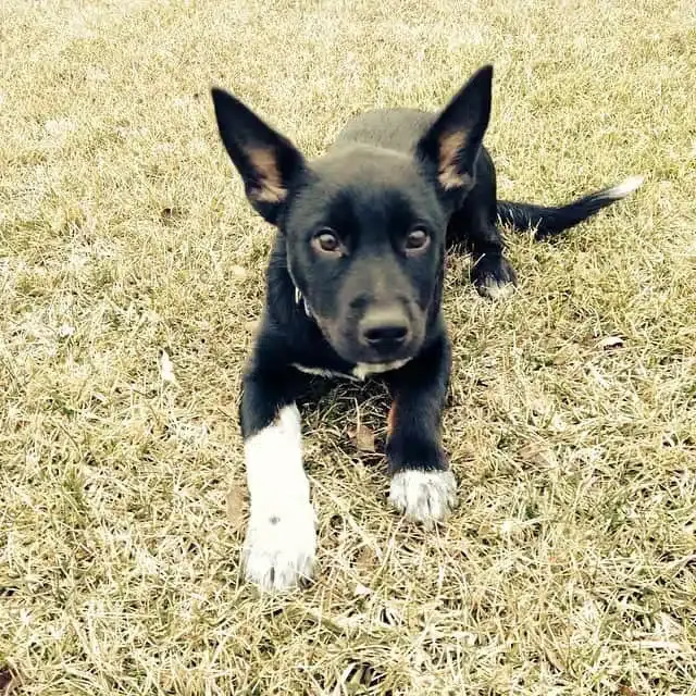 Blue Heeler German Shepherd mix puppies
