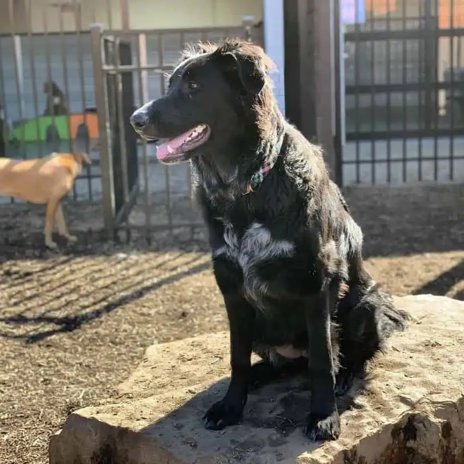 Blue Heeler German Shepherd mix standing alert