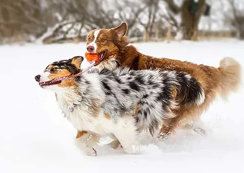 Blue merle Australian Shepherd puppy playing with a ball