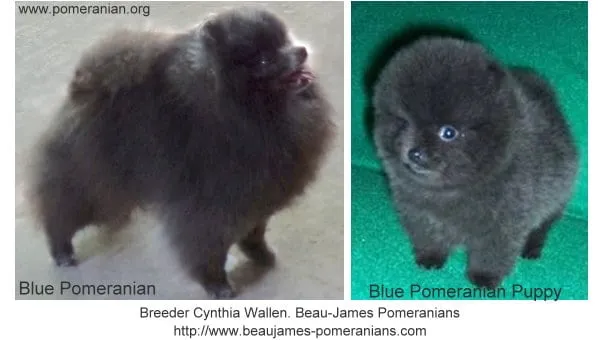 Blue Pomeranian adult and puppy side by side