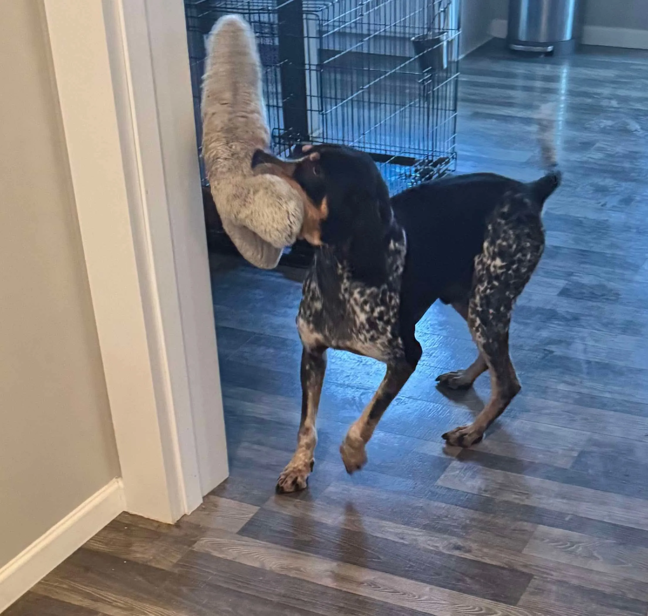 Bluetick Coonhound puppies playing outdoors
