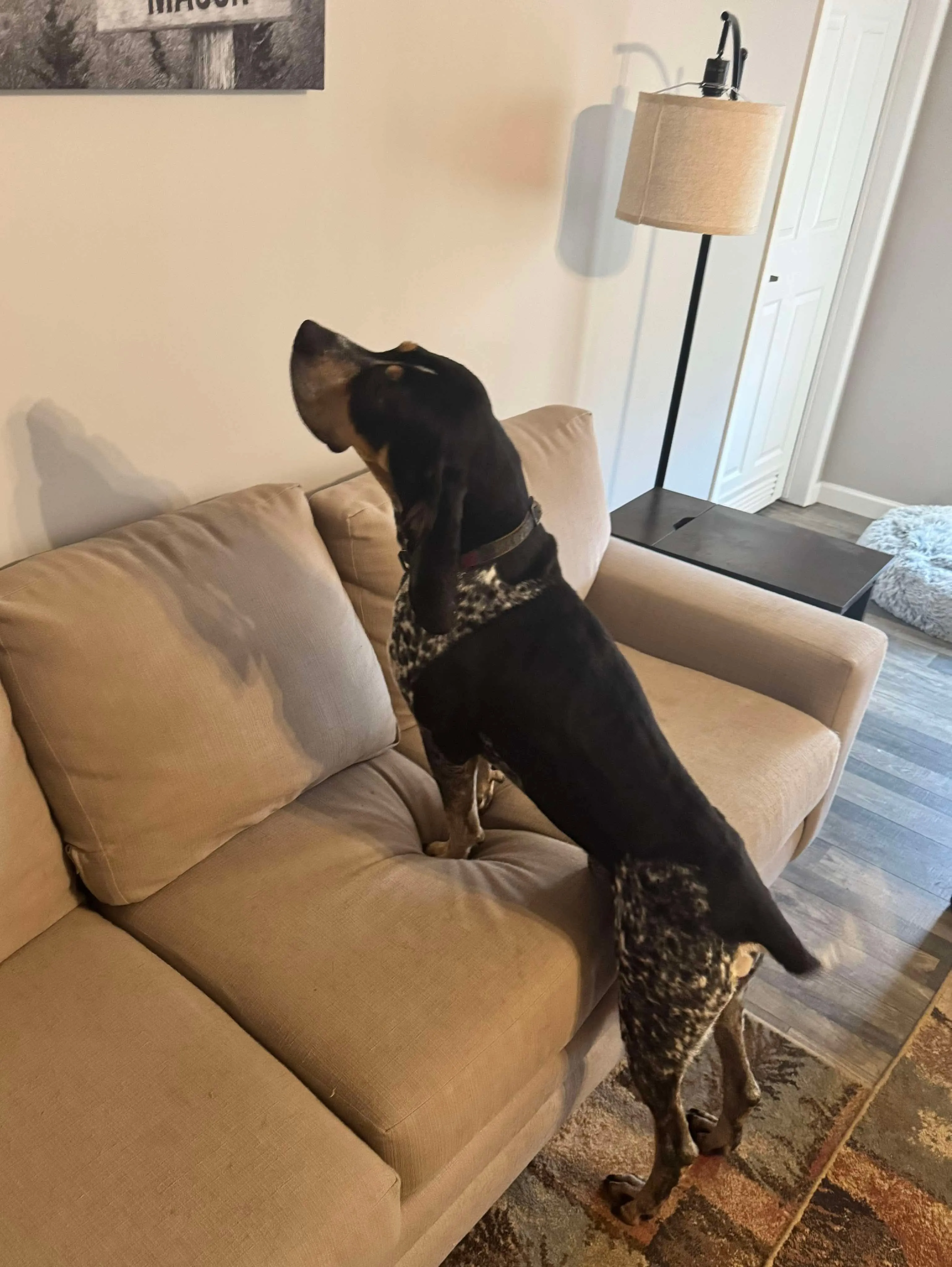 Bluetick Coonhound puppy resting on a wooden deck