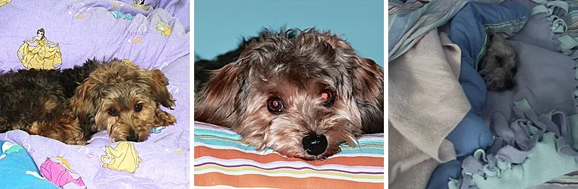 Blurry image of Yorkiepoo, Sophie, resting on a purple Disney Princess blanket on a bed.