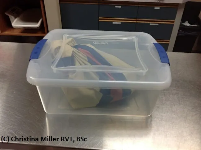 Boa constrictor comfortably inside a medium-sized plastic tote