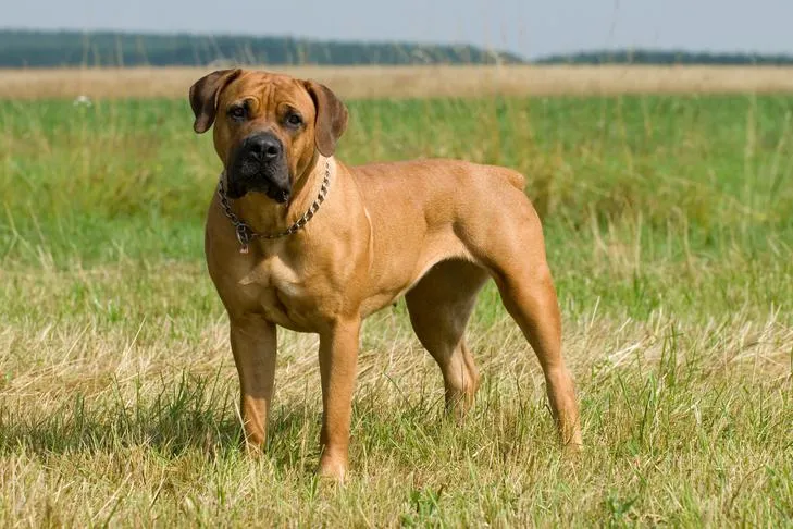 Boerboel standing confidently in a field, projecting the dominant and intimidating presence it was bred for.