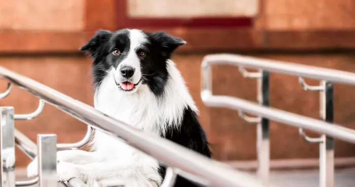 Border Collie herding sheep