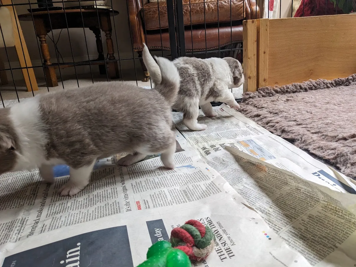Border Collie puppies exploring their surroundings with curiosity