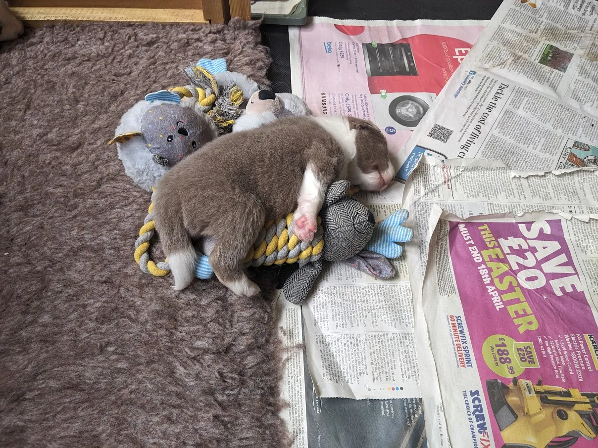 Border Collie puppies playing with soft toys in their pen