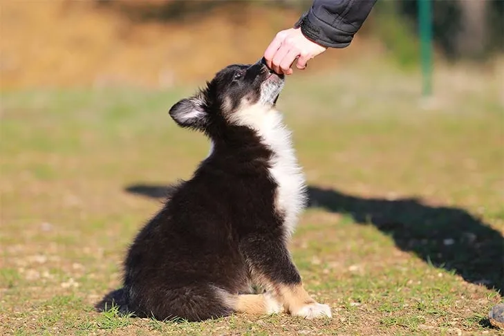 Border Collie puppy in a crate with a food-stuffed chew toy, promoting positive chewing habits and mental engagement.