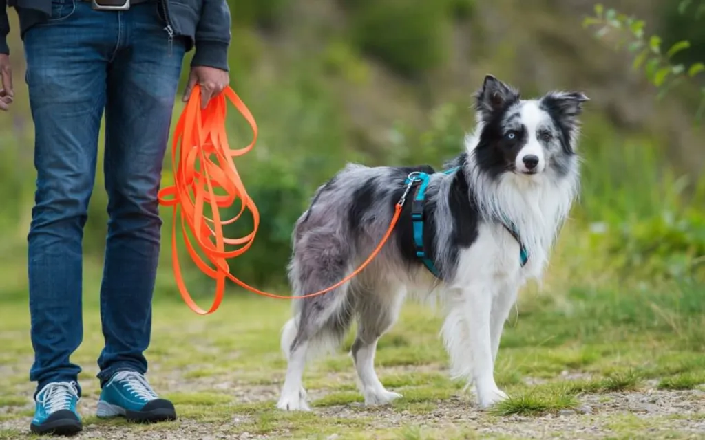 Border Collie puppy on a longline training lead learning recall