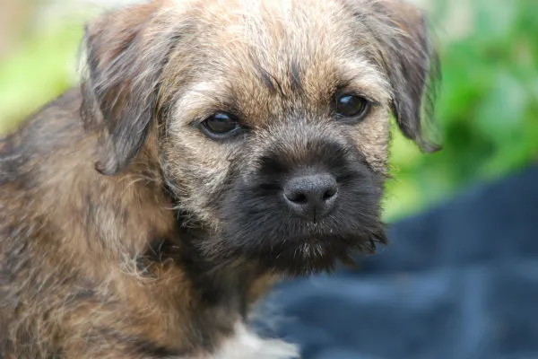 Border Terrier dog with a wiry coat