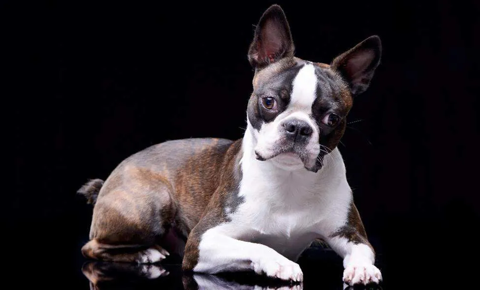 Boston Terrier with a friendly expression