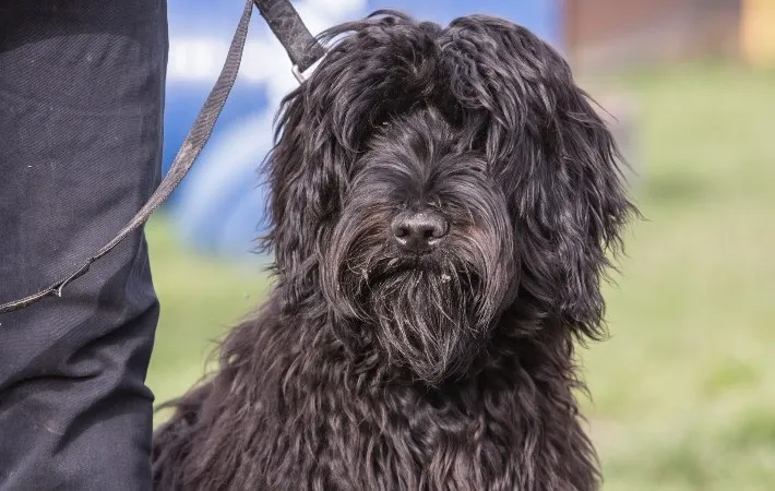 Bouvier des Flandres on a leash, looking alert