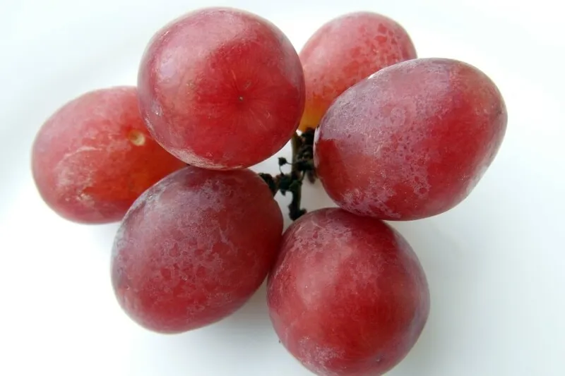 Bowl of fresh grapes on a counter, with a blurred dog in the background, symbolizing danger