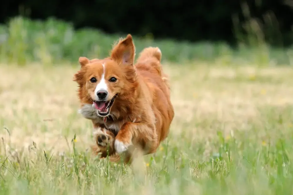 Bowl of premium grain-free dry dog food with fresh ingredients like chicken, peas, and sweet potato, illustrating a healthy meal.