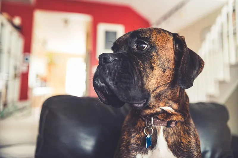 boxer dog sitting on a black leather chair
