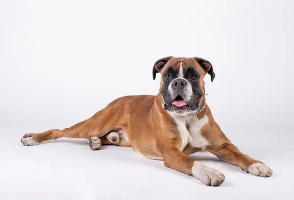 Boxer dog with a square muzzle, a devoted and playful pet suitable for active families in India.